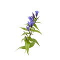 Gentian