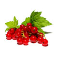 Red Currant