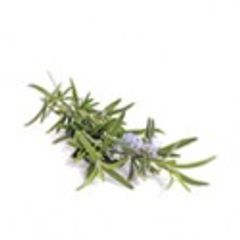 Rosemary