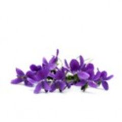 Violets