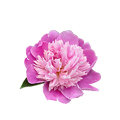 Peony