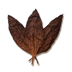 Tobacco Leaf