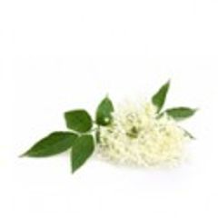 Elderflower