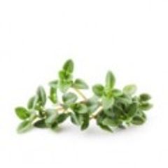 Thyme