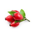 Rosehip