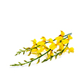 Broom Flowers