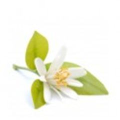 Lime Blossom