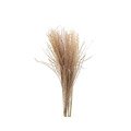 Dried Grass