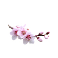 Flowering Almond