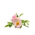 Dog Rose