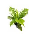 Fern