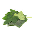 Blackcurrant Leaves