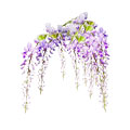 Wisteria