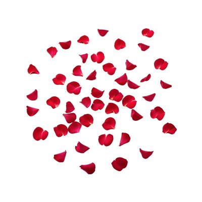 Rose Petals