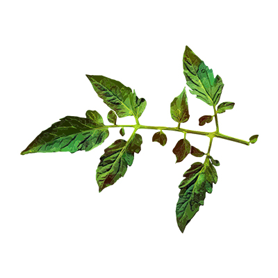 Fresh Crushed Tomato Leaf